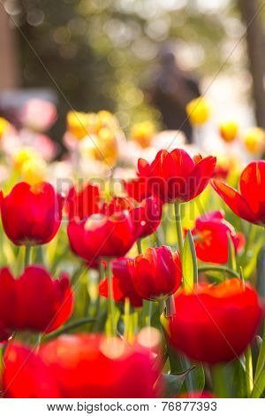 Red tulips with bouquet