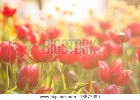 Red tulips with bouquet