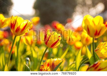 Beautiful Tulips flower with bokeh