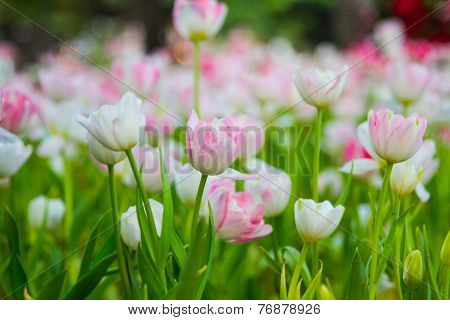 Pink tulips in the garden