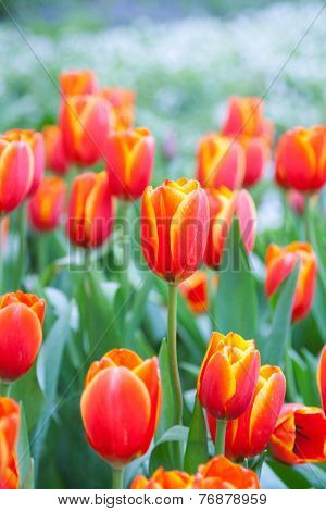 Tulip. Beautiful bouquet of tulips.