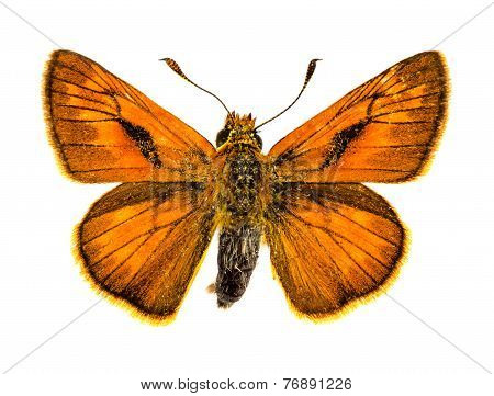 Large Skipper Butterfly
