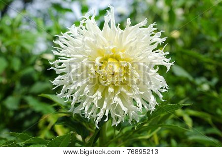 Kaktusdahlia Very Beutiful