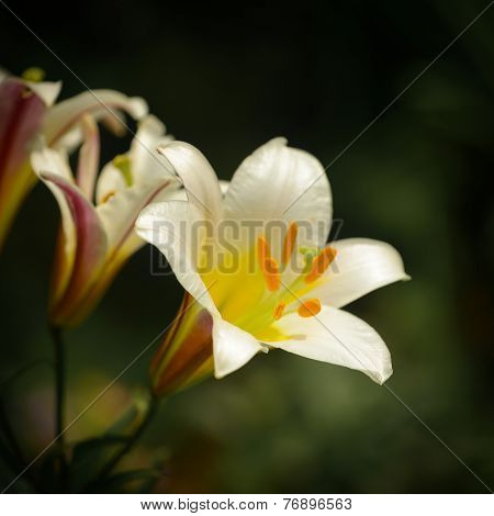 Lily