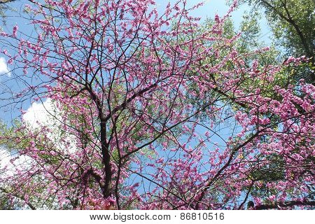 flowering tree