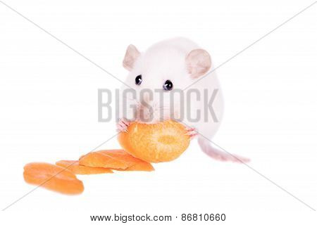 White Laboratory Rat Eating Carrot