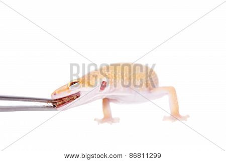 Albino Leopard Gecko On A White Background