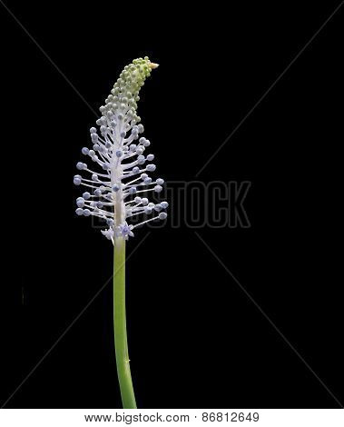 Madeiran Squill Bud