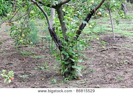 Blackened Trunk Of Apple Trees Diseased