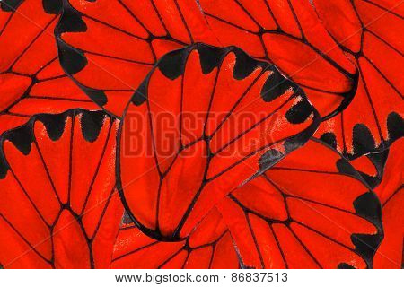 Red And Black Background Of Golden Birdwing Butterfly