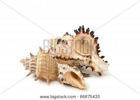 Seashells Isolated Over White