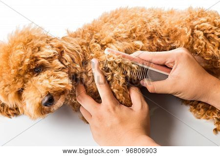 Close up of dog fur combing and detangling during grooming