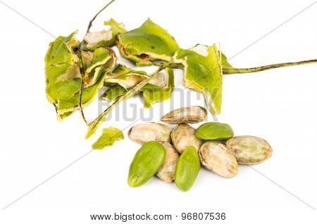 Petai seeds with the its skin, seed pods and cluster at background