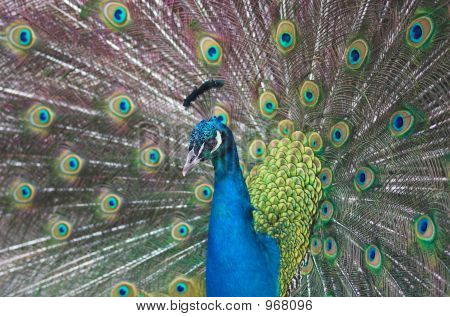 Peacock