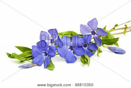 Perwinkle