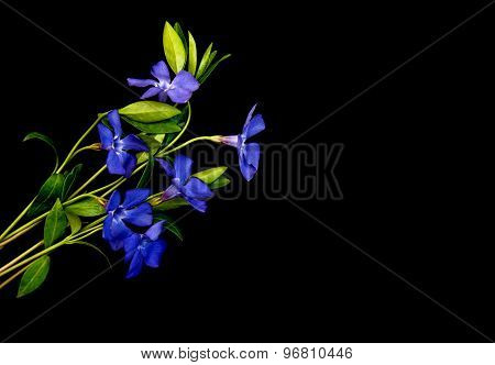 Perwinkle