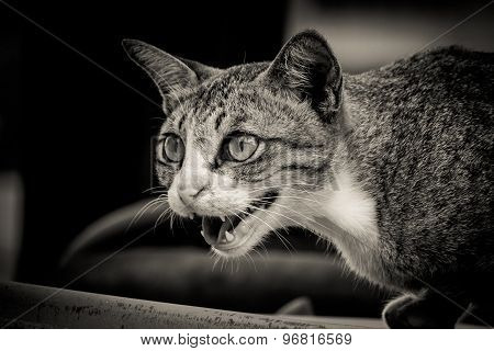 Cat Threatened With Mouth Open