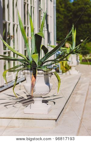Agava in a classic style pot