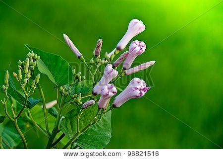 Morning Glory Bud Of Morning Glory Tree Or Ipomoea Carnea Jacq  On A Green Background