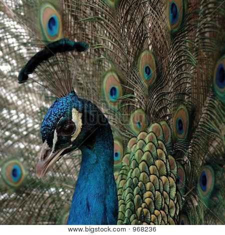 Pfau