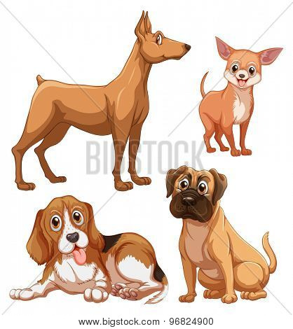 Differrent breed of brown color dogs on white background
