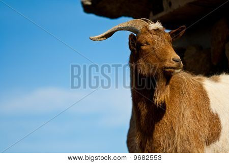 Billy goat