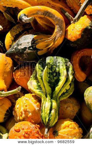 Gourds
