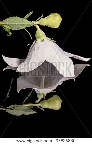 platycodon