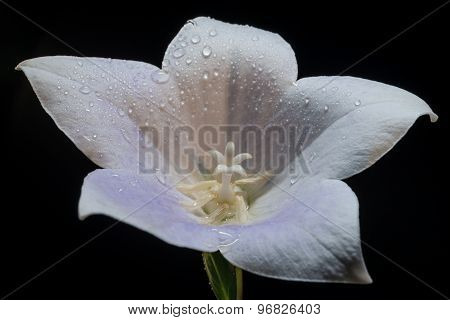 platycodon