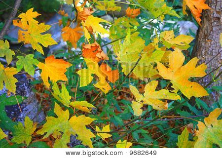Colori caduta
