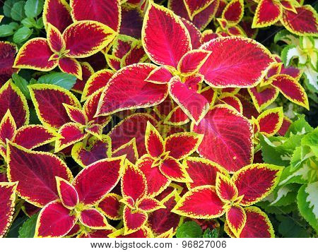 Red Coleus Plants Closeup