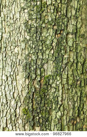 Tree Bark Texture