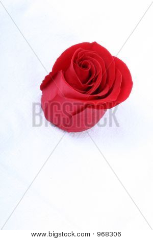 กุหลาบสีแดง