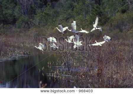 White Ibises
