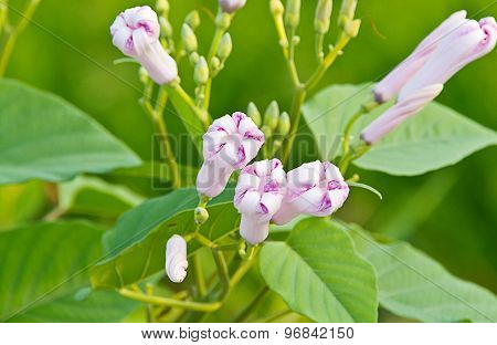 Morning Glory Bud Of Morning Glory Tree Or Ipomoea Carnea Jacq  On A Green Background