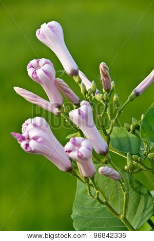 Morning Glory Bud Of Morning Glory Tree Or Ipomoea Carnea Jacq  On A Green Background