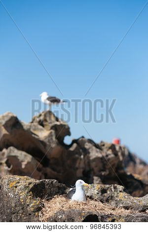 Southern Black-backed Gull