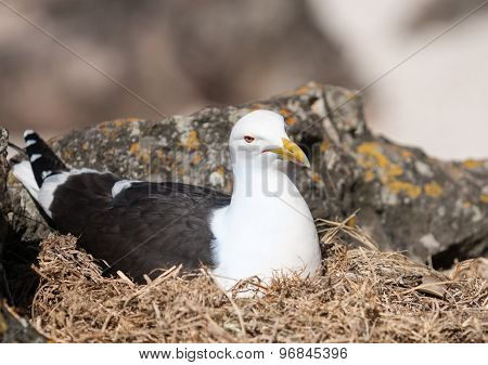 Southern Black-backed Gull