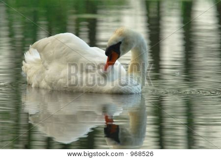 Cisne
