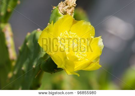 Beavertail Cactus Flower