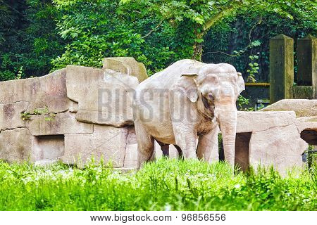 Big Elephant.
