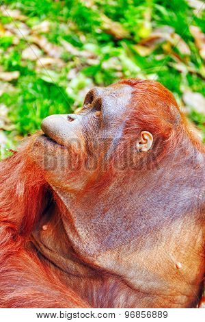 Orang Utan.