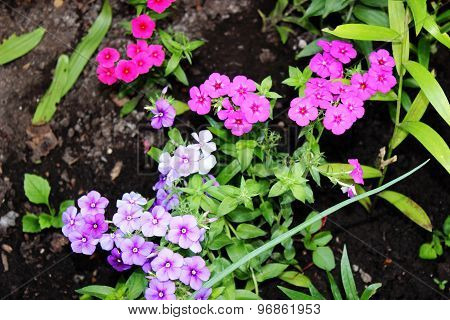 Petunias