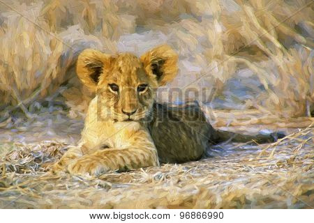 Fine Art Print Of Aa African Lion Cub