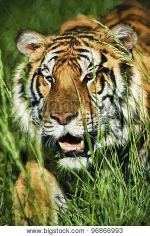 Fine Art Print Of Bengal  Tiger Stalking Prey Through Grass