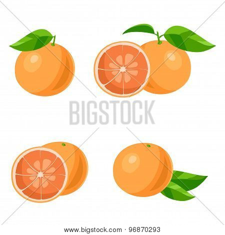Grapefruit. Vector
