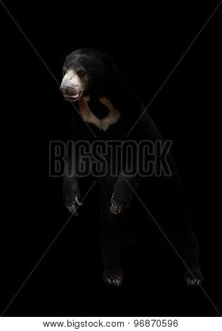 Malayan Sunbear In The Dark Background