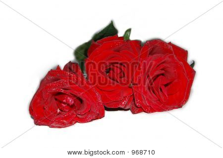 Copie de Rosa