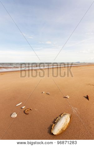 Cuttlefish Bone And Sea Horse