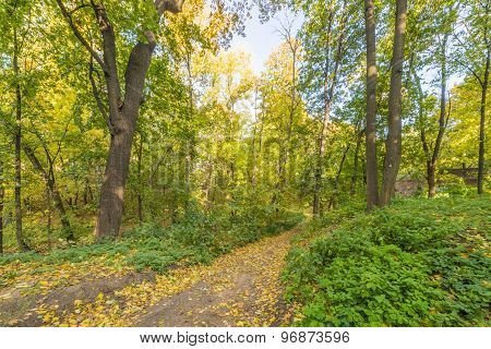 Pathway in the autumn park